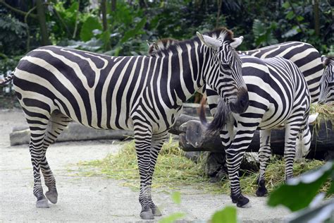 zebra singapore